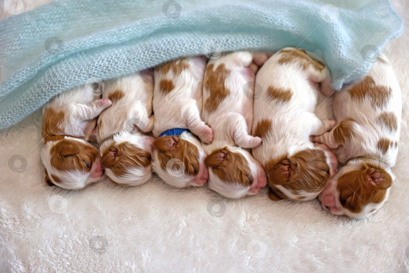 Скачать Маленькие новорожденные щенки собак на белом фоне, мягкий фокус фотосток Ozero