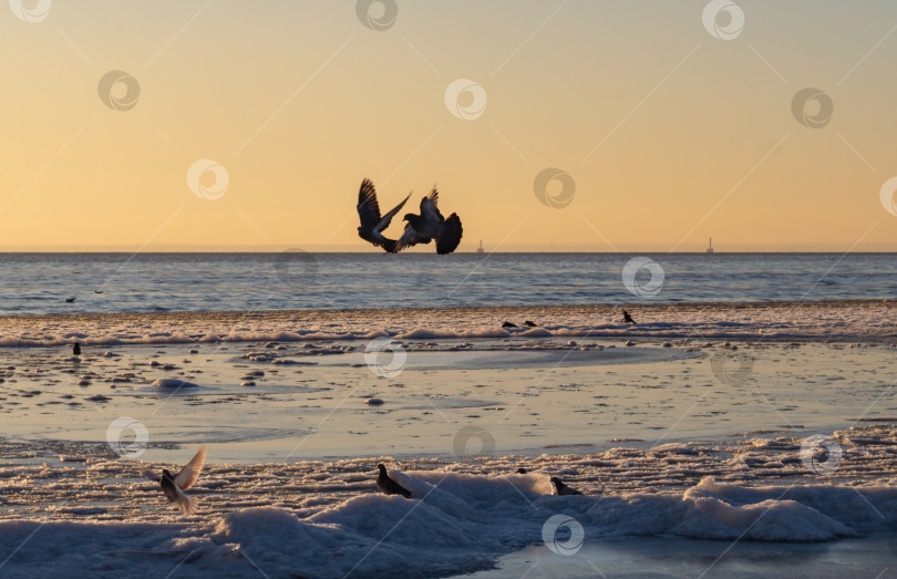 Скачать Голуби на заснеженном берегу залива.Зимний закат на море. фотосток Ozero