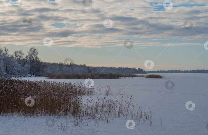 Скачать Замерзшее озеро с камышами. Ясный зимний вечер. фотосток Ozero