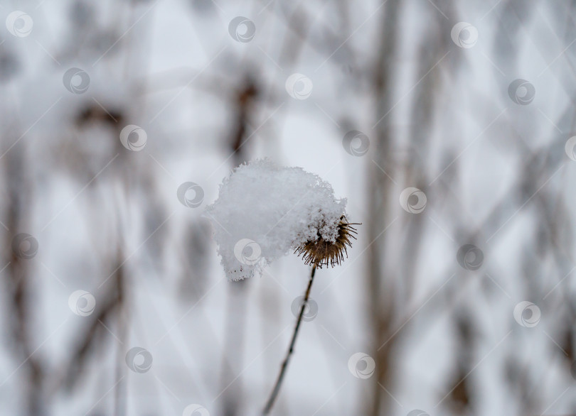 Скачать Сухие луговые травы под снегом.Зимний лес. фотосток Ozero