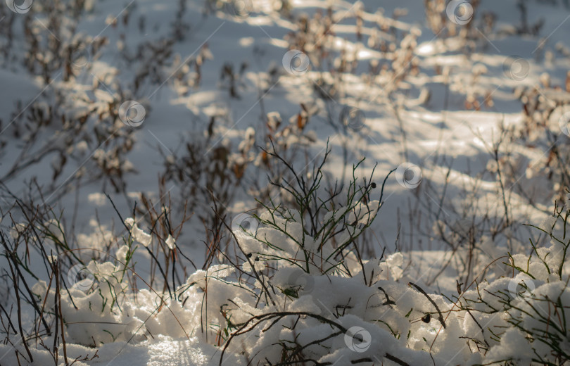 Скачать Полевые травы, покрытые снегом. Зимний лес на закате. Яркое зимнее солнце. фотосток Ozero