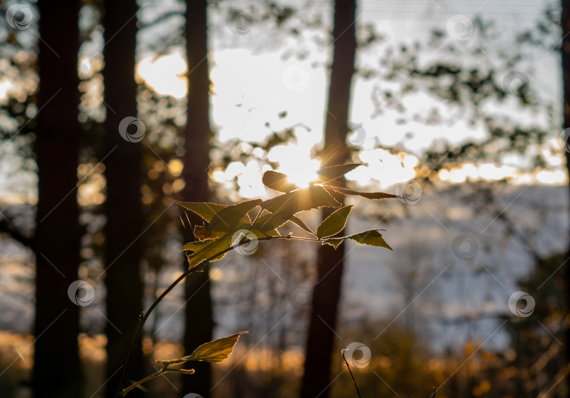 Скачать Ветка с листьями на закате.Ноябрьский лес. фотосток Ozero