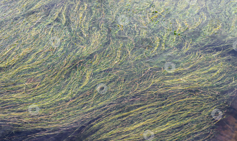 Скачать Зеленые водоросли на реке.Загрязнение пресной воды фотосток Ozero