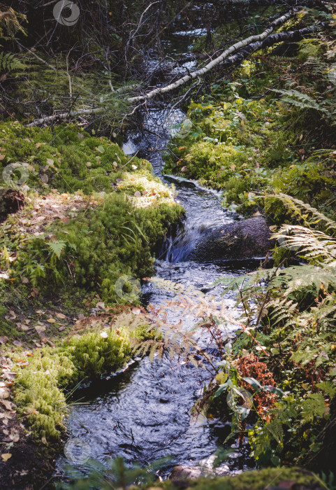 Скачать Горная река с лесным пейзажем. Спокойный пейзаж с водопадом посреди зеленого леса фотосток Ozero