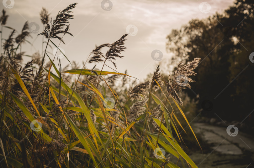 Скачать камыши на озере.Высокая трава и затянутое тучами небо. фотосток Ozero