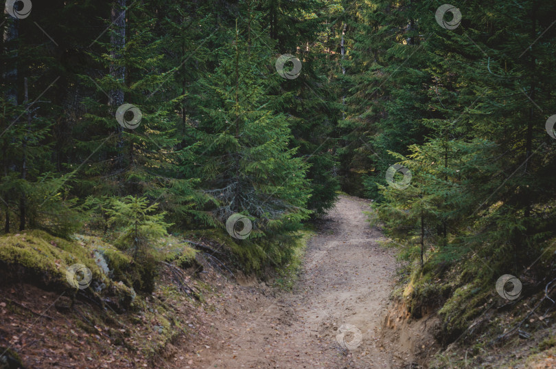 Скачать Дорога в сосновом лесу.Осенний пейзаж в октябре фотосток Ozero
