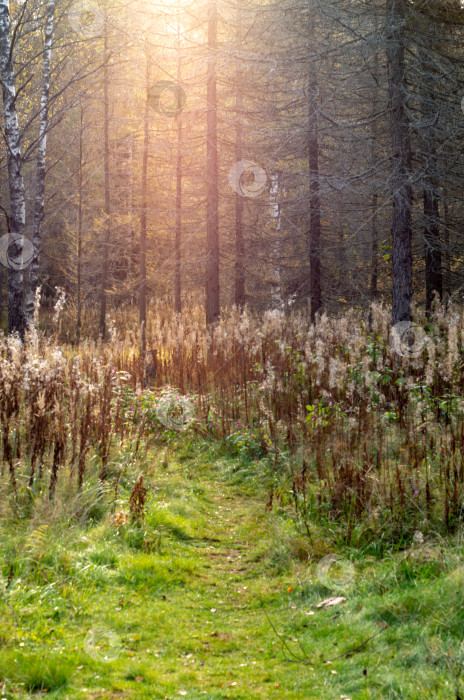 Скачать Осенний пейзаж.Солнечный луг с травами. фотосток Ozero