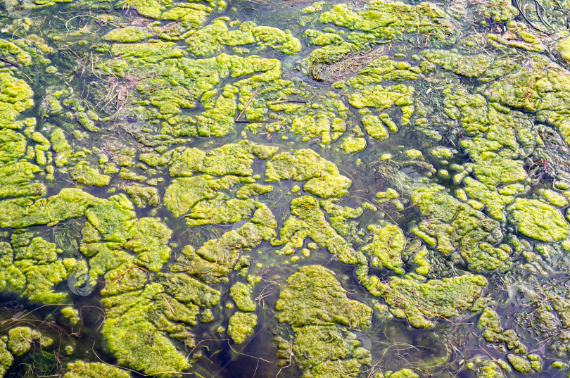 Скачать Зеленые водоросли на реке.Загрязнение пресной воды фотосток Ozero