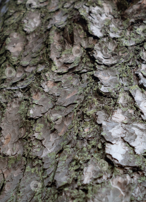 Скачать Рельефная текстура коры дерева.Абстрактный фон. фотосток Ozero