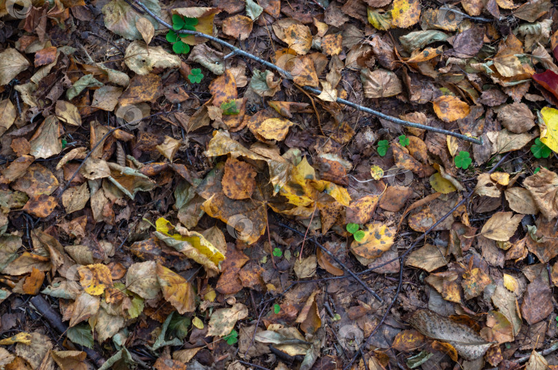 Скачать Желтые листья в лесу.Осенний лес в октябре. фотосток Ozero