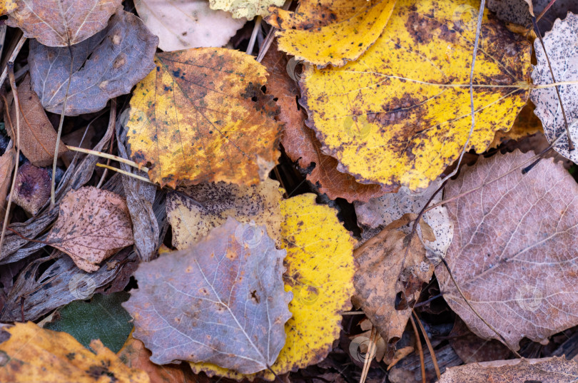 Скачать Желтые листья в лесу.Осенний лес в октябре. фотосток Ozero