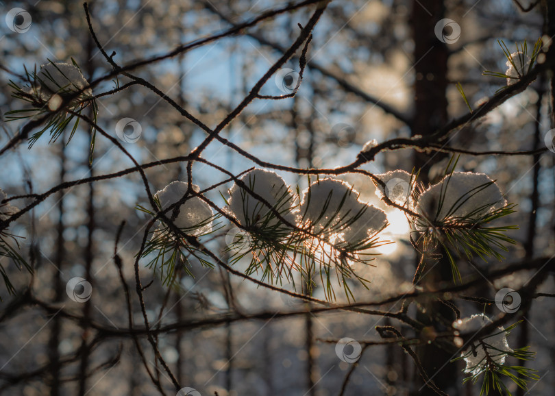 Скачать Ветви деревьев, покрытые снегом. Зимний закат в лесу. фотосток Ozero