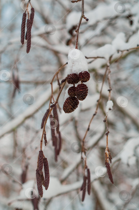 Скачать Ветви ольхи, покрытые снегом. Прекрасный зимний лес. фотосток Ozero