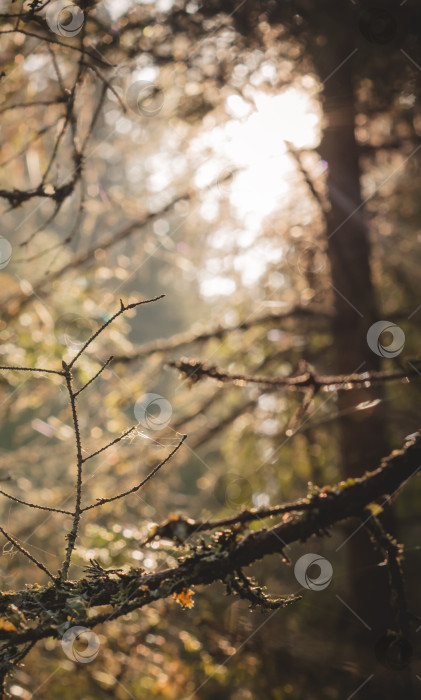 Скачать Солнечный осенний лес на восходе солнца.Русский сосновый лес. фотосток Ozero