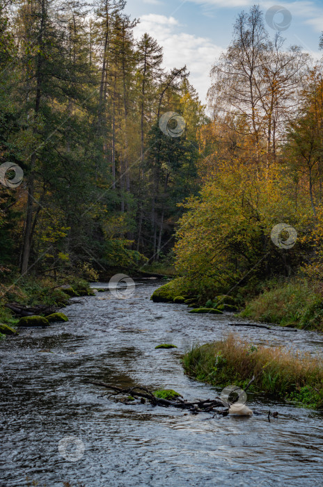 Скачать Осенний пейзаж с рекой.Яркая осенняя природа. фотосток Ozero