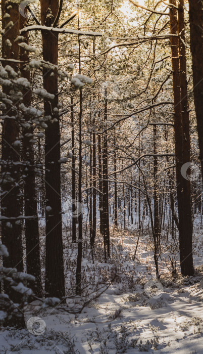 Скачать Красивый зимний лес на закате. Деревья, покрытые снегом. фотосток Ozero