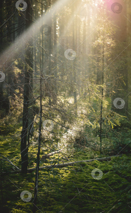 Скачать Хвойный лес в лучах солнца.Осенняя природа на закате. фотосток Ozero