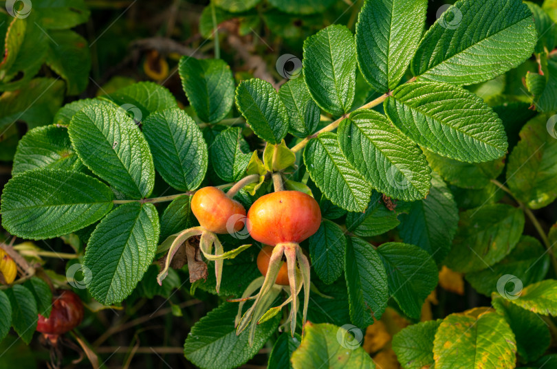 Скачать Спелые ягоды шиповника, освещенные солнцем. фотосток Ozero