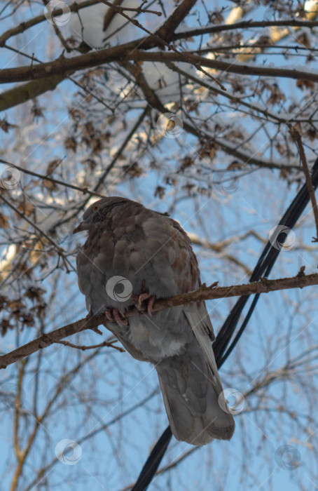 Скачать голубь сидит на ветке в зимнем парке фотосток Ozero