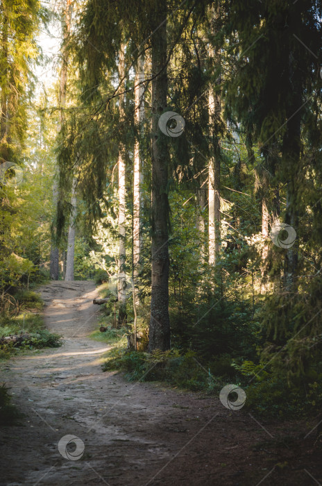 Скачать Хвойный лес в лучах солнца.Осенняя природа на закате. фотосток Ozero