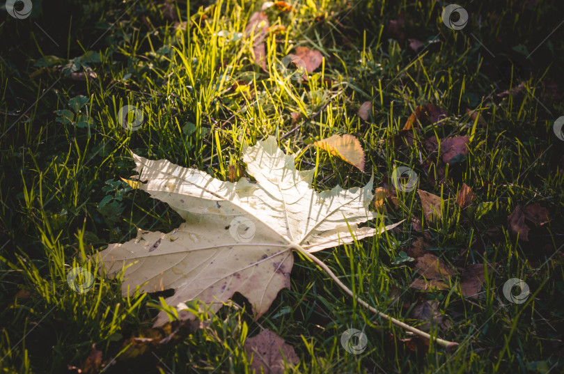 Скачать желтый кленовый лист лежит на траве.Солнечный луч.Осеннее настроение. фотосток Ozero