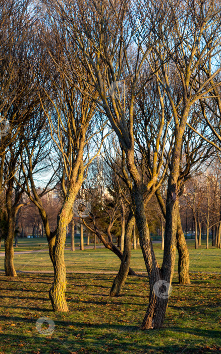 Скачать деревья в парке на закате.Зимний вечер в городе. фотосток Ozero