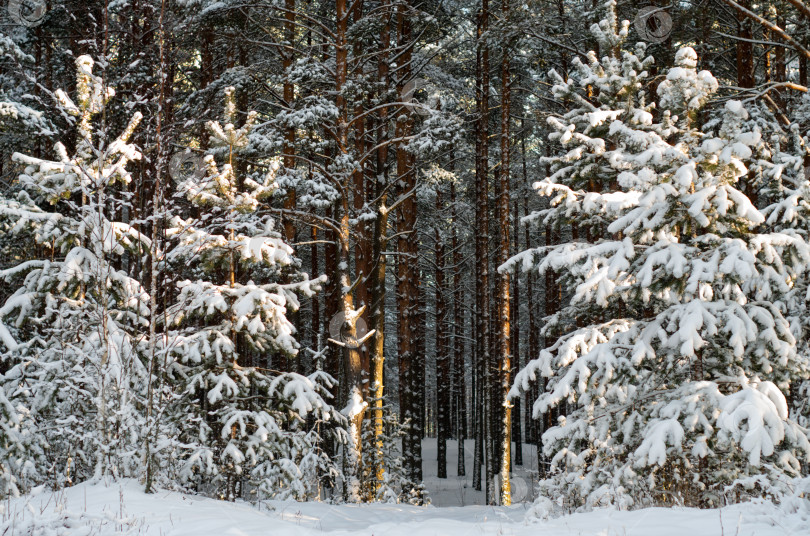 Скачать Красивый зимний лес на закате. Деревья, покрытые снегом. фотосток Ozero
