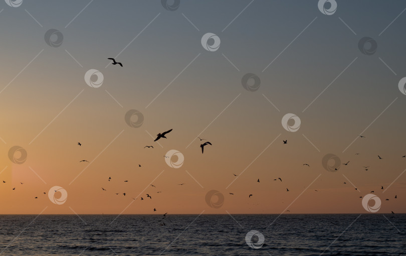 Скачать Чайки на фоне заката на море фотосток Ozero