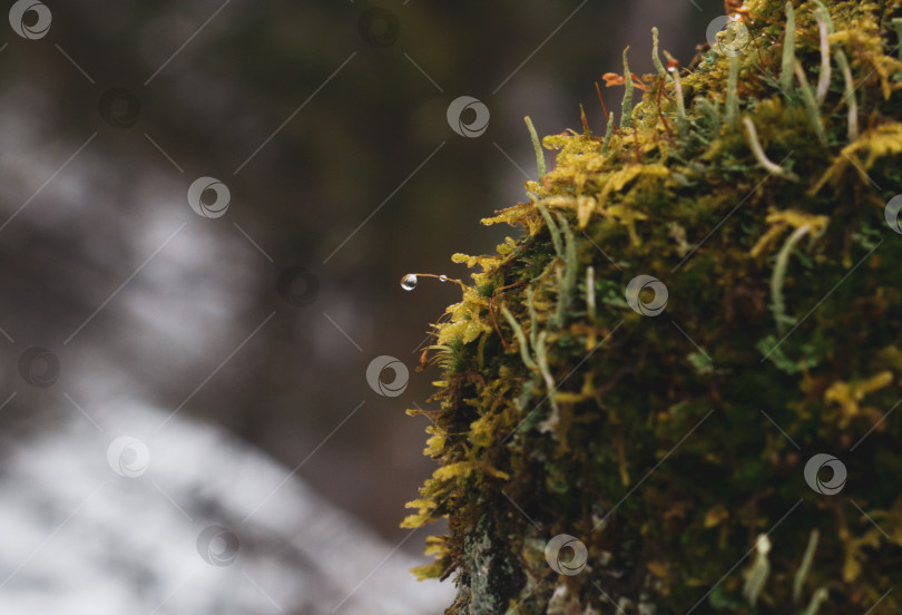 Скачать дерево, покрытое мхом, в зимнем лесу. фотосток Ozero