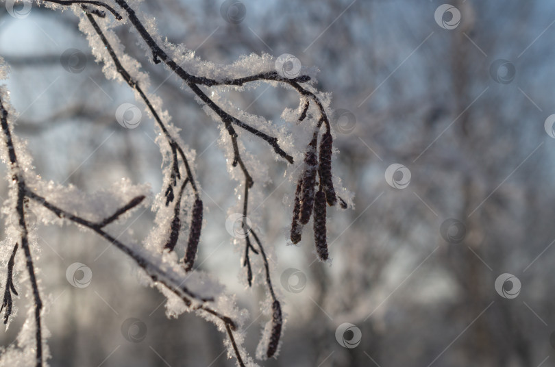 Скачать Ветви ольхи (Alnus ) с сережками на снегу на естественном размытом фоне. Заснеженные ветви ольхи в лучах солнца. Естественный зимний абстрактный фон. фотосток Ozero