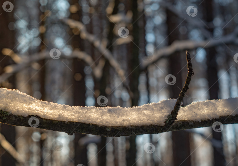 Скачать Ветви деревьев, покрытые снегом. Зимний закат в лесу. фотосток Ozero