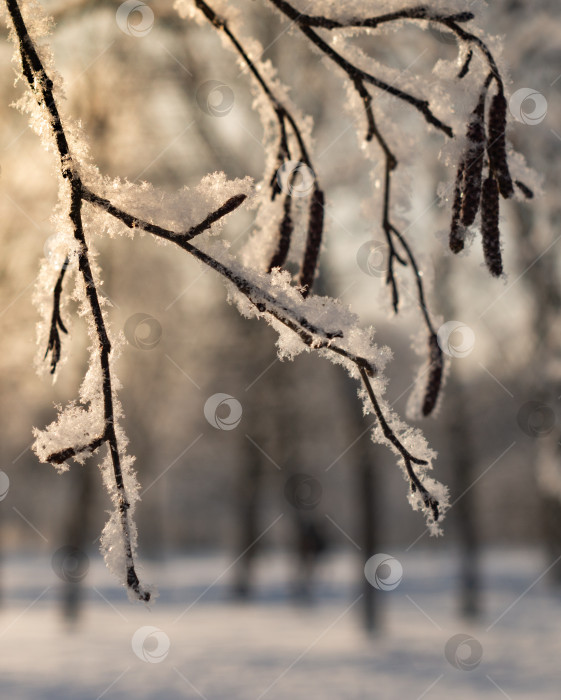 Скачать Ветви ольхи (Alnus ) с сережками на снегу на естественном размытом фоне. Заснеженные ветви ольхи в лучах солнца. Естественный зимний абстрактный фон. фотосток Ozero