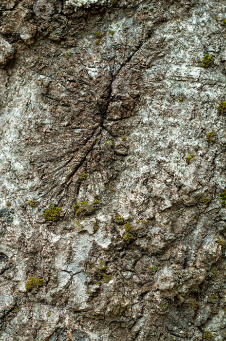 Скачать Рельефная текстура коры дерева.Абстрактный фон. фотосток Ozero