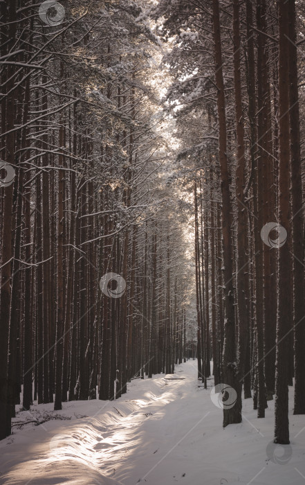 Скачать Тропинка в заснеженном лесу. Зимний лес после снегопада. фотосток Ozero