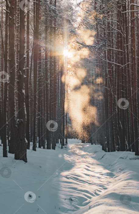 Скачать Тропинка в заснеженном лесу. Зимний лес после снегопада. фотосток Ozero