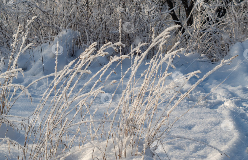 Скачать Сухие луговые травы, покрытые снегом и инеем. фотосток Ozero