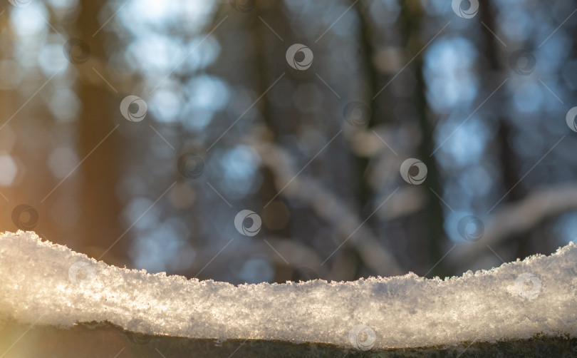 Скачать Ветви деревьев, покрытые снегом. Зимний закат в лесу. фотосток Ozero