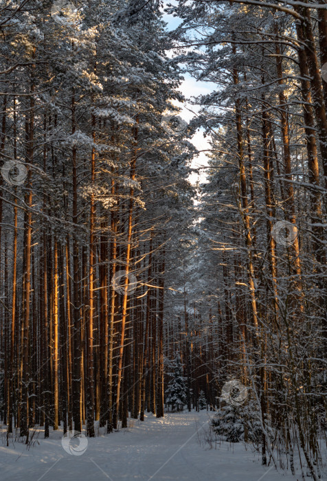 Скачать Тропинка в заснеженном лесу. Зимний лес после снегопада. фотосток Ozero