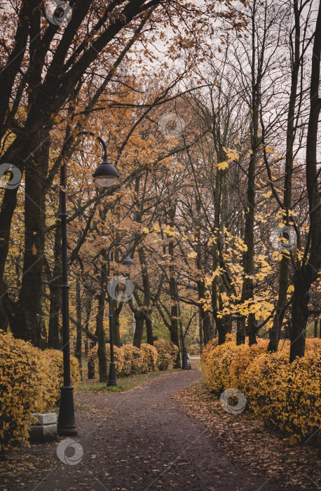 Скачать Осенняя аллея в парке.Желтые листья на дорожке. фотосток Ozero