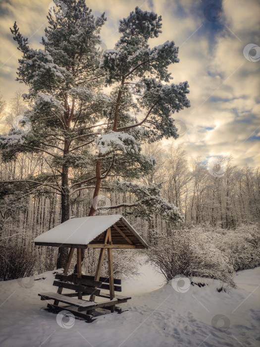 Скачать Заснеженная скамейка в лесу в солнечный морозный день фотосток Ozero