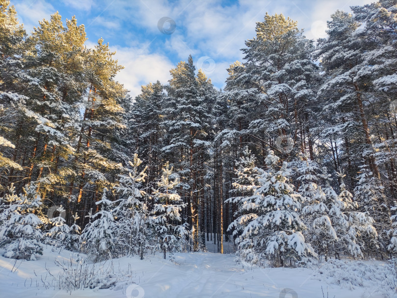 Скачать Красивый заснеженный лес, освещенный солнцем фотосток Ozero