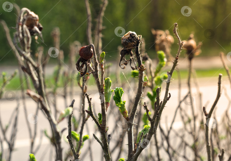 Скачать Весной на кусте шиповника появляются новые зеленые листья и бутоны. Прошлогодние сушеные ягоды. фотосток Ozero