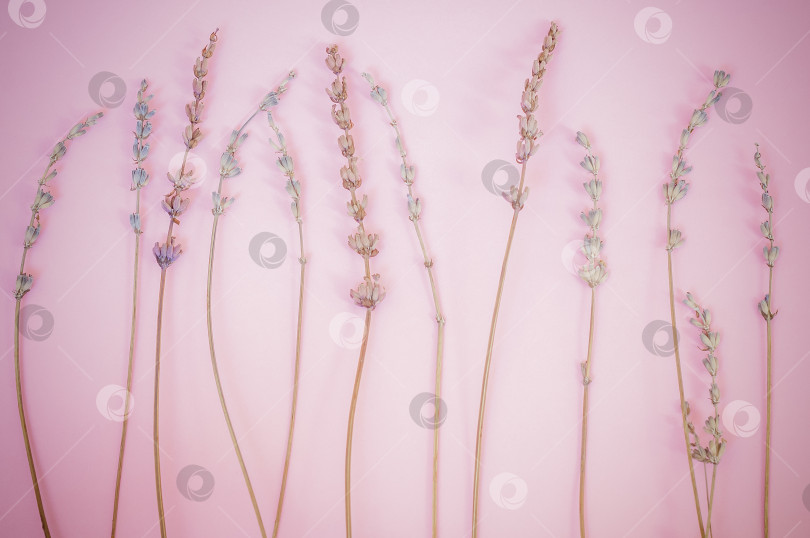 Скачать Сухие ветки лаванды на пурпурно-розовом фоне фотосток Ozero