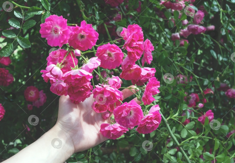 Скачать женская рука держит ветку с прекрасными цветами. На клумбе цветут алые кустовые розы. фотосток Ozero