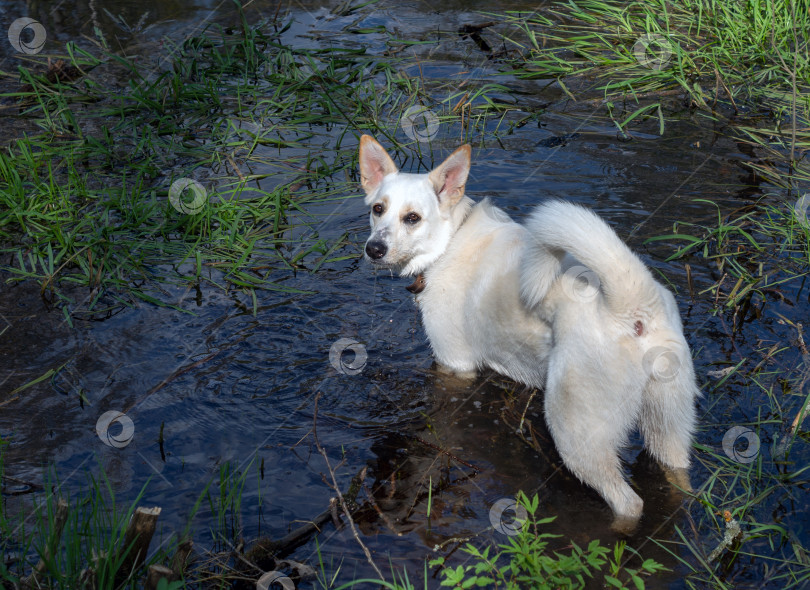 Скачать Белая собака Элкухнд купается в озере. фотосток Ozero