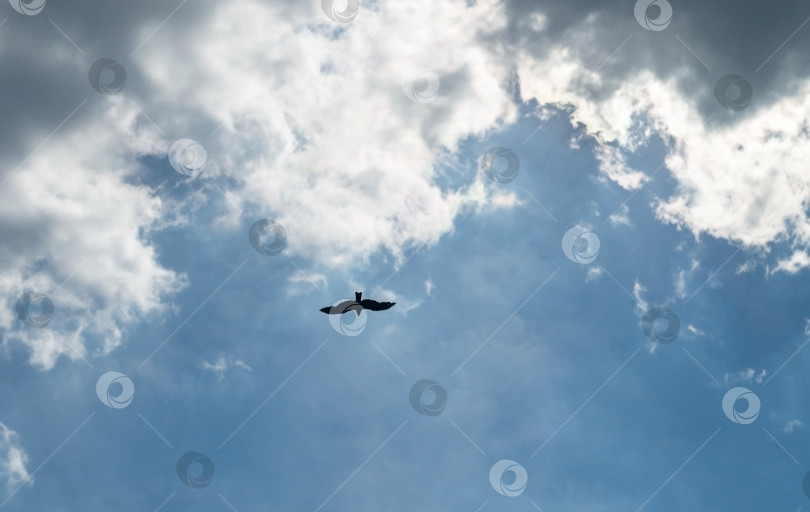 Скачать Обыкновенный ворон, летящий в голубом небе фотосток Ozero