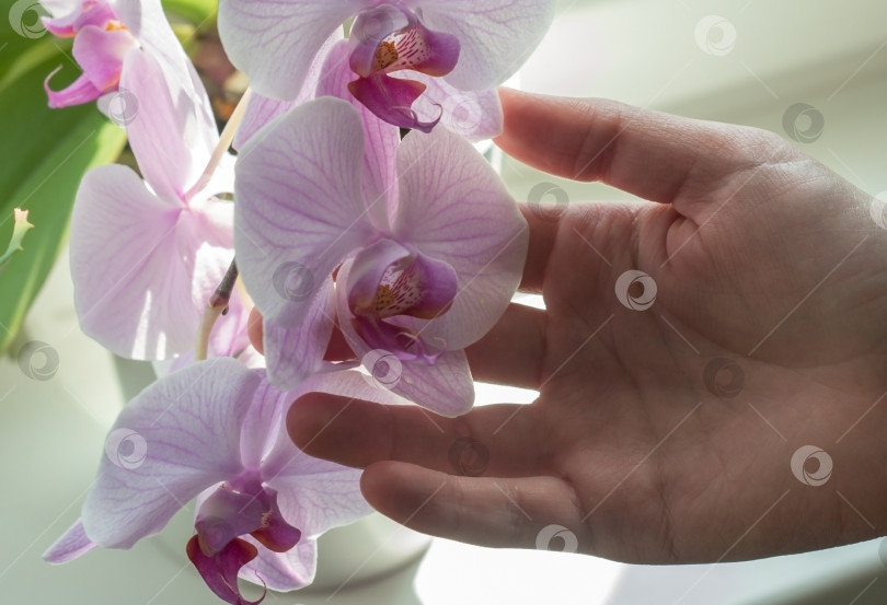 Скачать Женская рука держит ветку красивого белого цветка орхидеи фаленопсис. Тропический цветок в цветочном горшке фотосток Ozero
