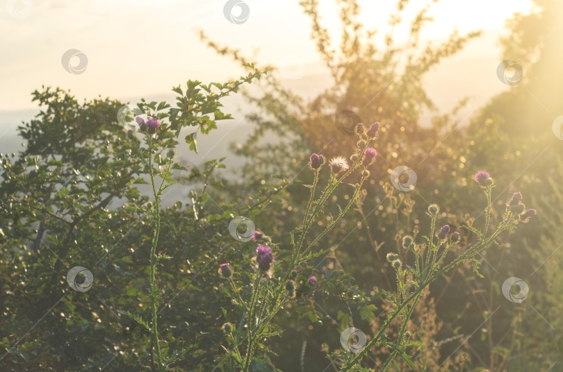 Скачать Цветущие заросли чертополоха на закате. Атмосферный сельский пейзаж. фотосток Ozero
