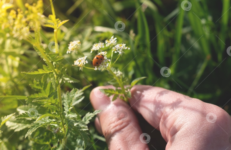 Скачать В руке полевой цветок с божьей коровкой. Красивое насекомое на летнем лугу. фотосток Ozero