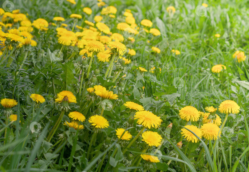 Скачать Зеленое поле с желтыми одуванчиками. Крупным планом желтые весенние цветы на земле. фотосток Ozero